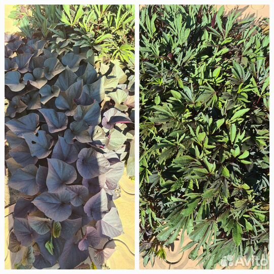 Ипомея батат на срез