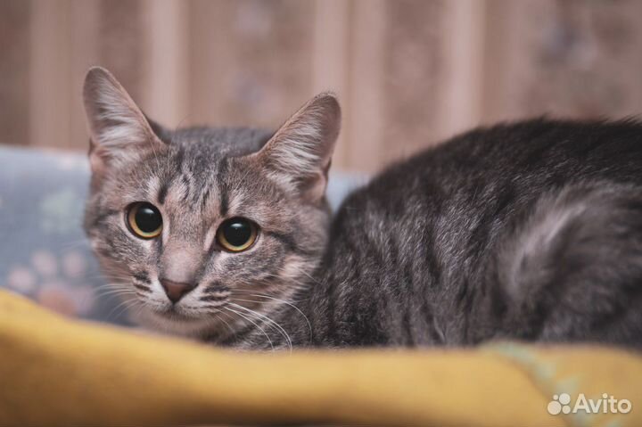 Кошечка ищет дом