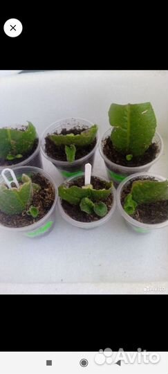 Стрептокарпусы набор