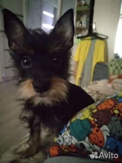 Маленькая собака