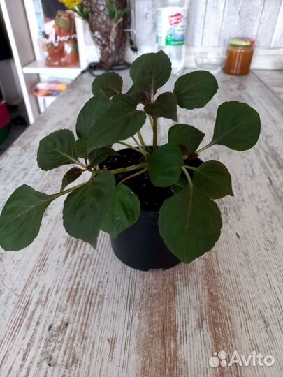 Бальзамин махровый