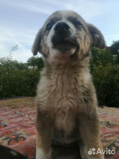 Собака в добрые руки щенок