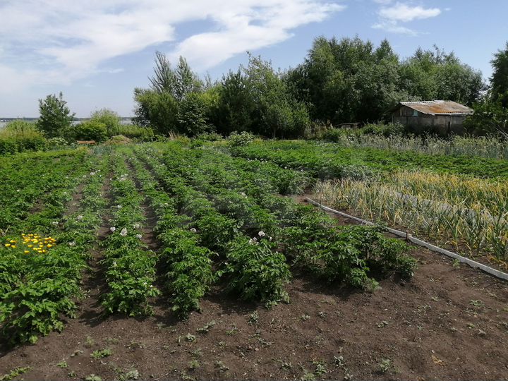 Участок 10 сот. (ИЖС)