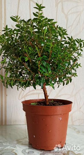 Миртовое дерево Мирт