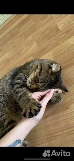 Очень ищем добрые руки