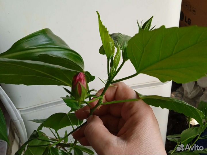 Черенок Гибискус розовый махровый Греция