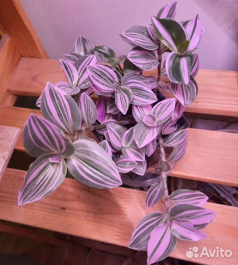 Традесканции, каллизия