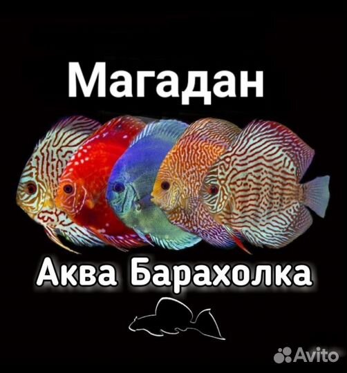 Ракушки, декор для аквариума