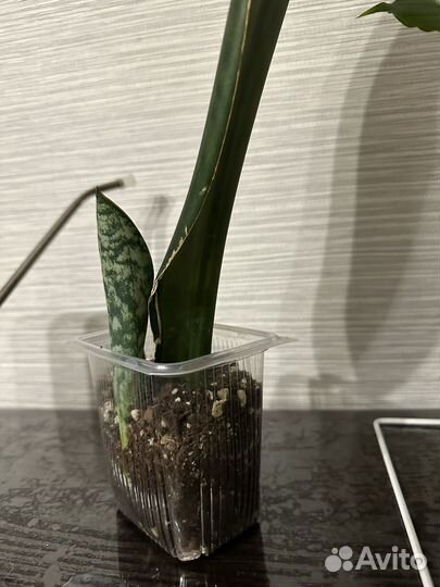 Mасoнианa вар, с деткой