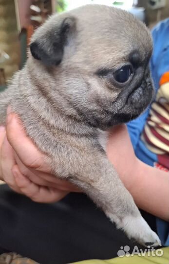 Щенок мопса