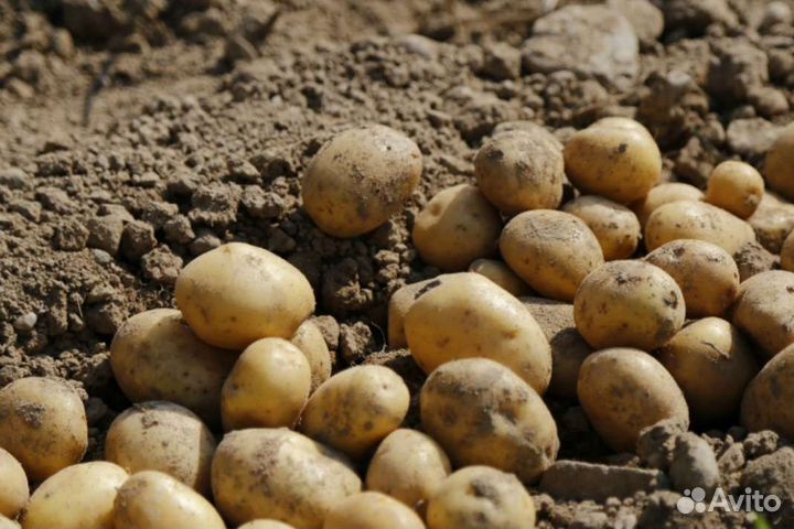 Едовой картофель