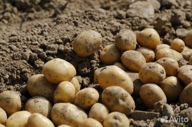 Едовой картофель