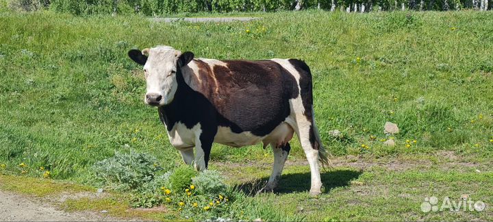 Корова дойная с теленком