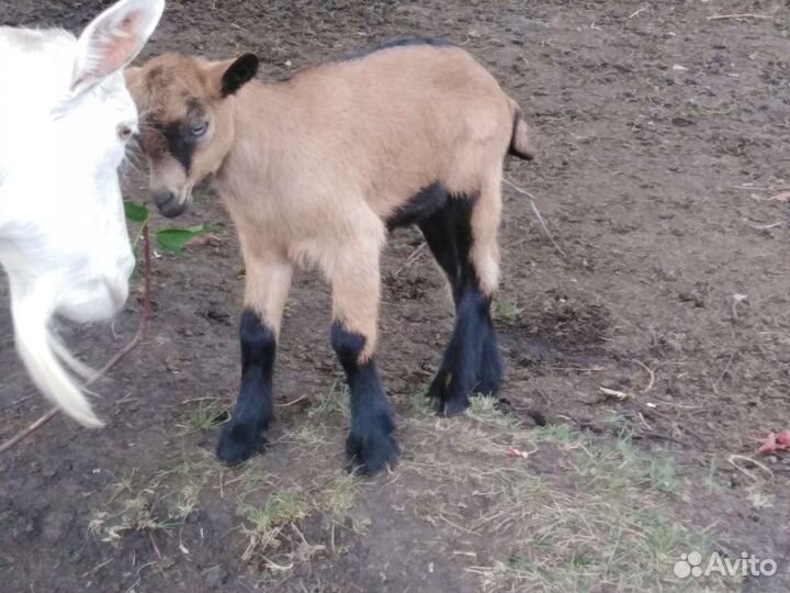 Чешский козлик