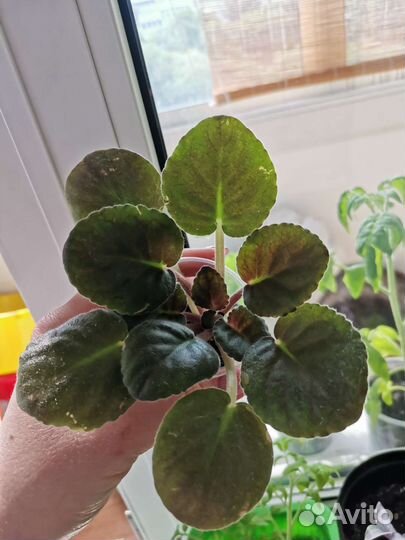 Фиалка детки