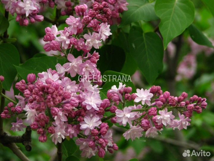 Сирень Mme Antoine Buchner