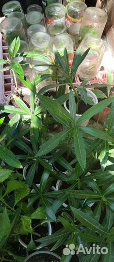 Олеандр розовый и белые