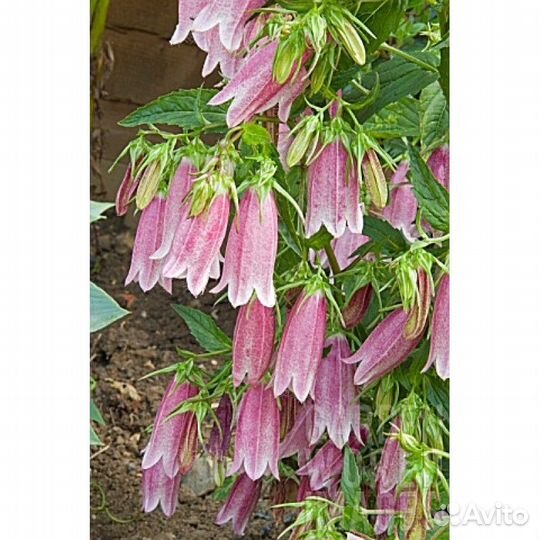 Колокольчик точечный Элизабет