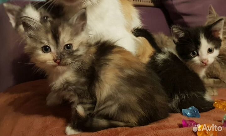 Котята в добрые руки