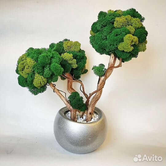 Дерево из стабилизированного мха