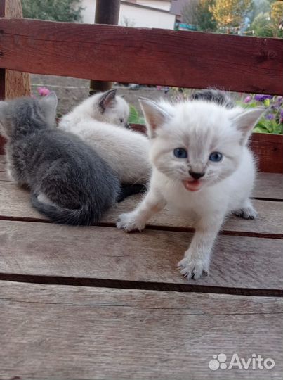 Отдам котят в добрые руки