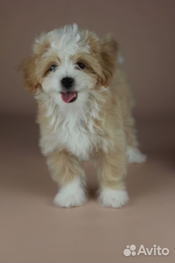 Мальтипу люкс девочка с документами