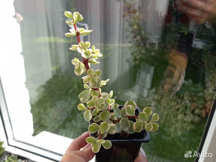 Портулакария афра вариегатная