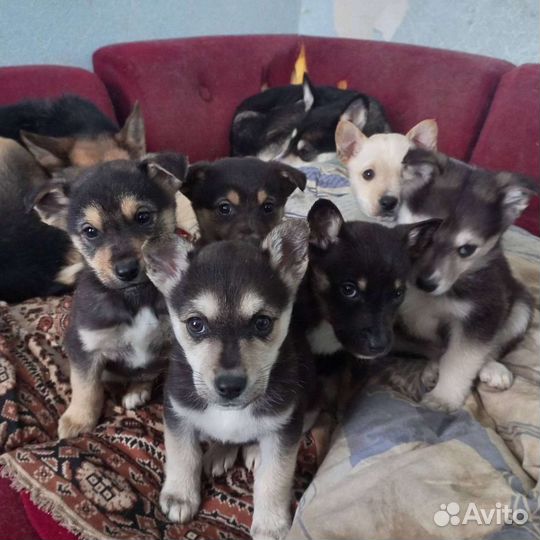 Щенки в добрые руки