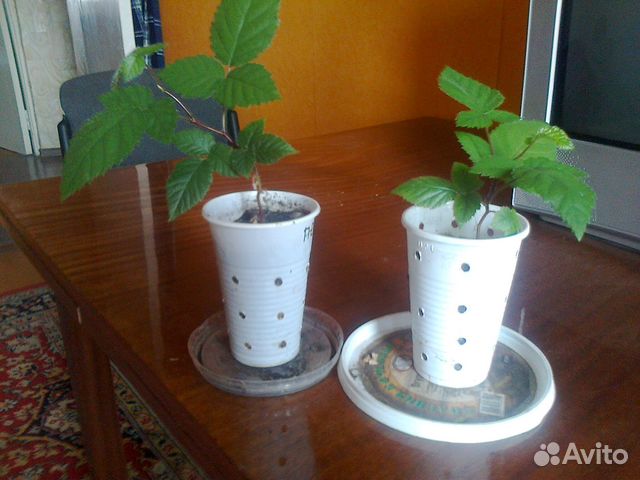 Саженцы малины, смородины, лещины