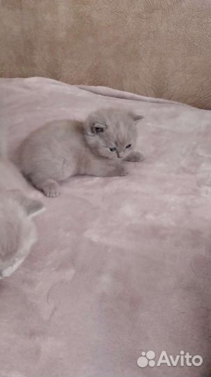 Британские короткошёрстные котята