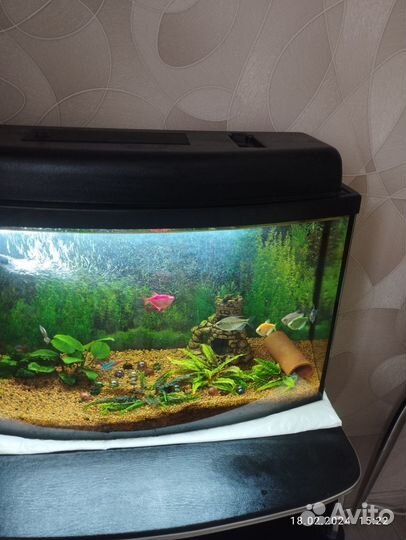 Аквариум понарамный под ключ на 50 л