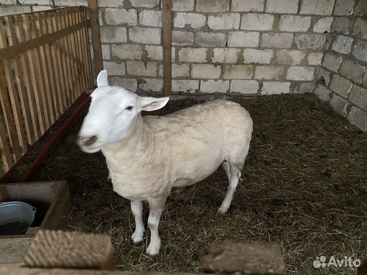 Баран ташлинский тексель