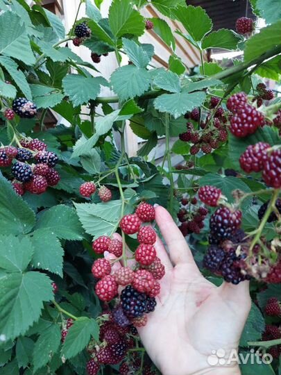 Ежевика бесшипая