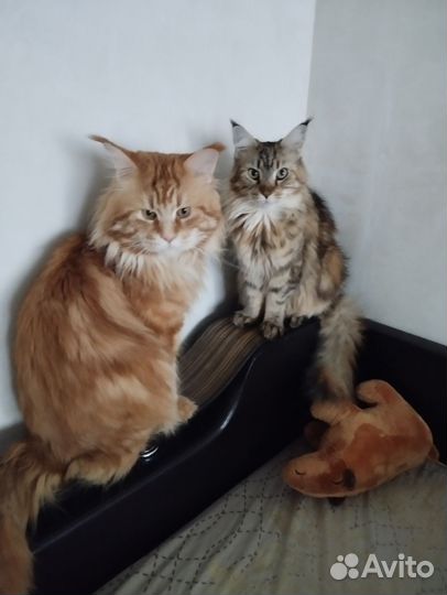 Котята мейн-кун