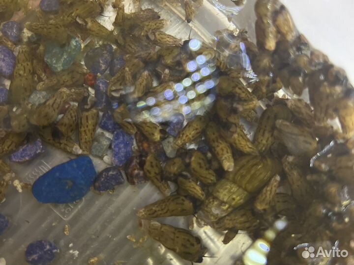 Улитки Мелании (чистильщик грунта)