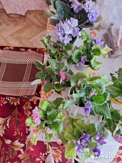 Цветущие фиалки