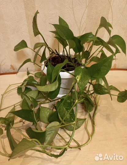 Эпипремнум перистый