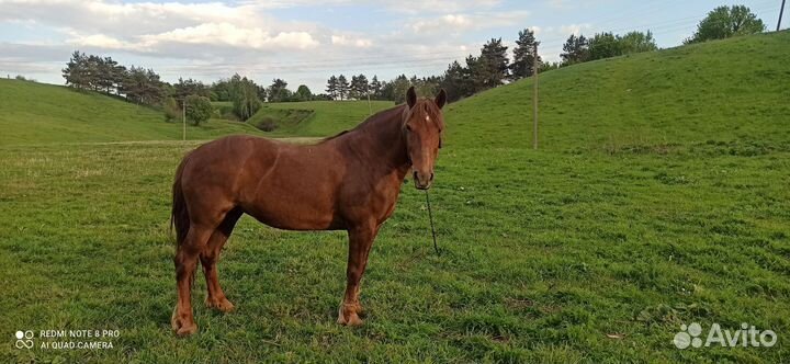 Продам кобылу