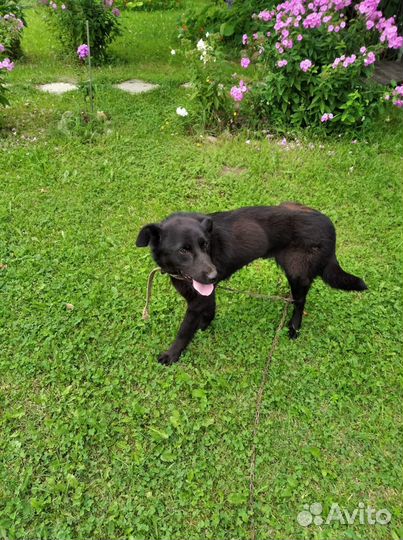 Собака в добрые руки отдам бесплатно