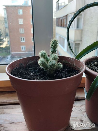 Алоэ, Кактус, денежное дерево (крассула)