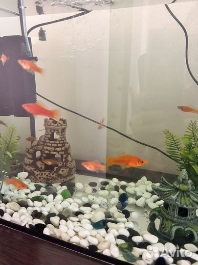 Меченосцы рыбки