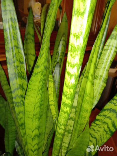 Хлорофитум, фиалка, кактусы, 