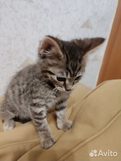 Котенок мальчик 2,5 месяца в добрые руки