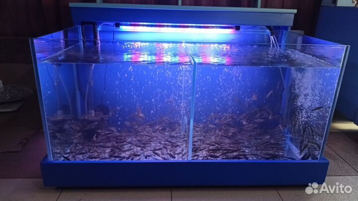 Ремонт и изготовление аквариумов