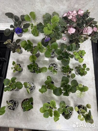 Набор фиалок