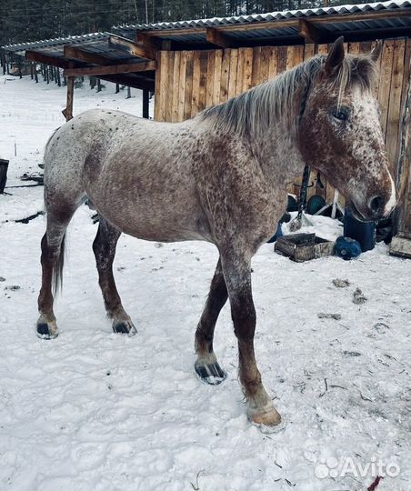 Продам Табун Лошадей (пони,мерины,жеребцы )
