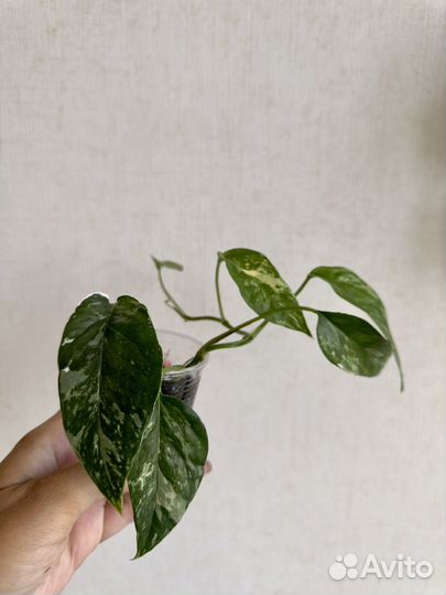 Эпипремнумы / сциндапсусы