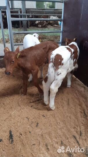Бычки на откорм