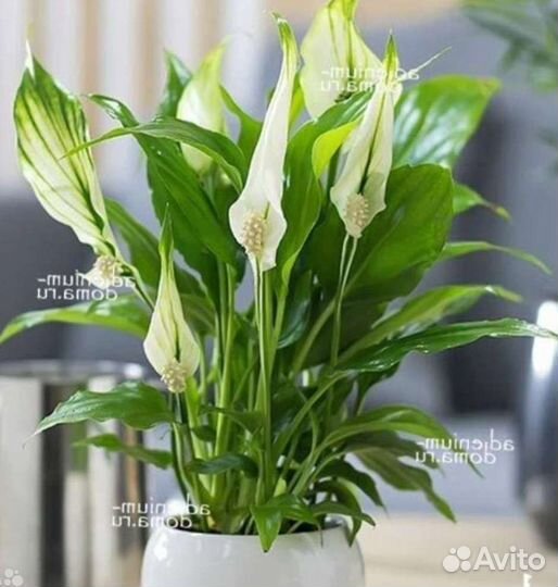 Цветы комнатные