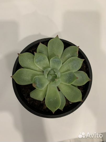 Комнатные цветы шефлера